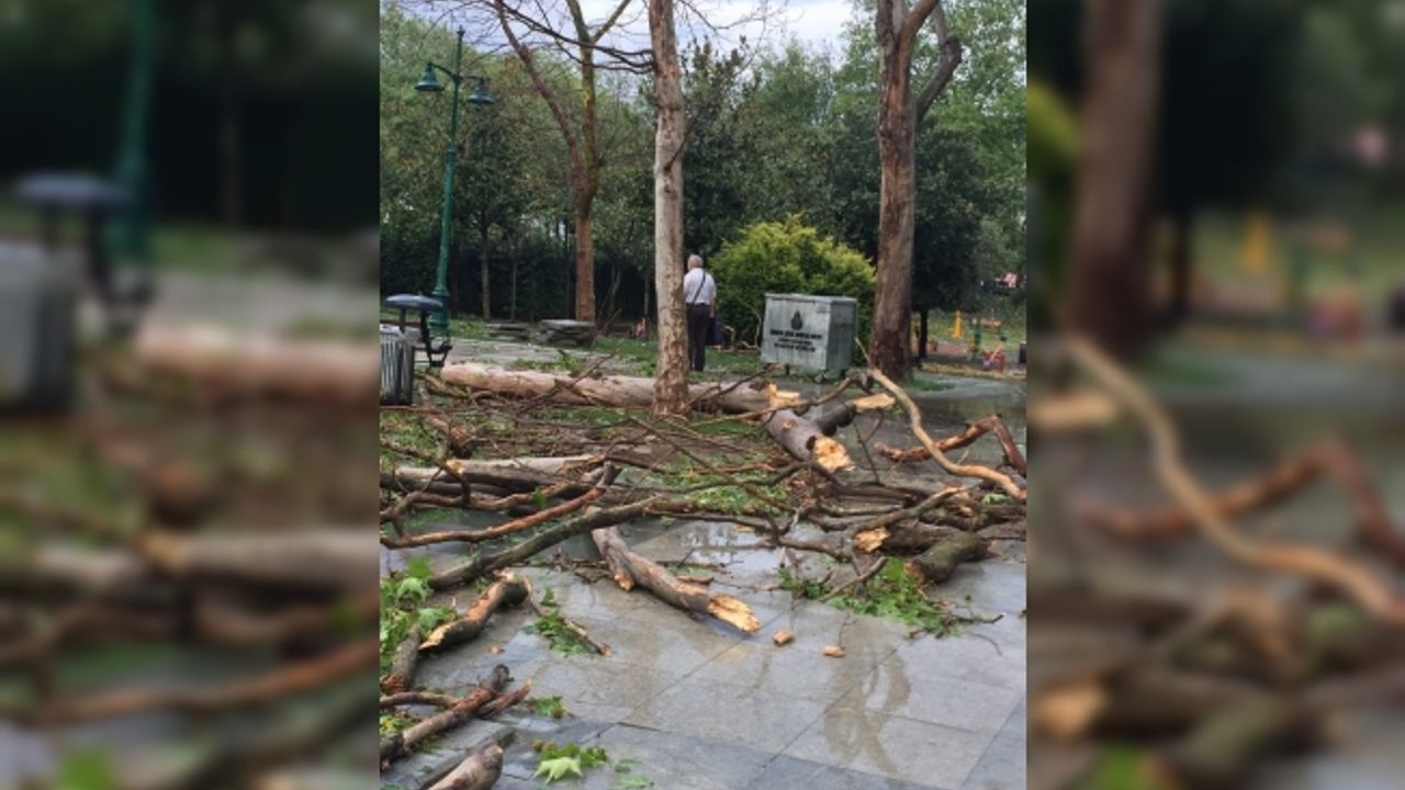 İBB Gezi Parkı’nda Kuruyan Ağaçları Kaldırarak Yenileri Dikiliyor.