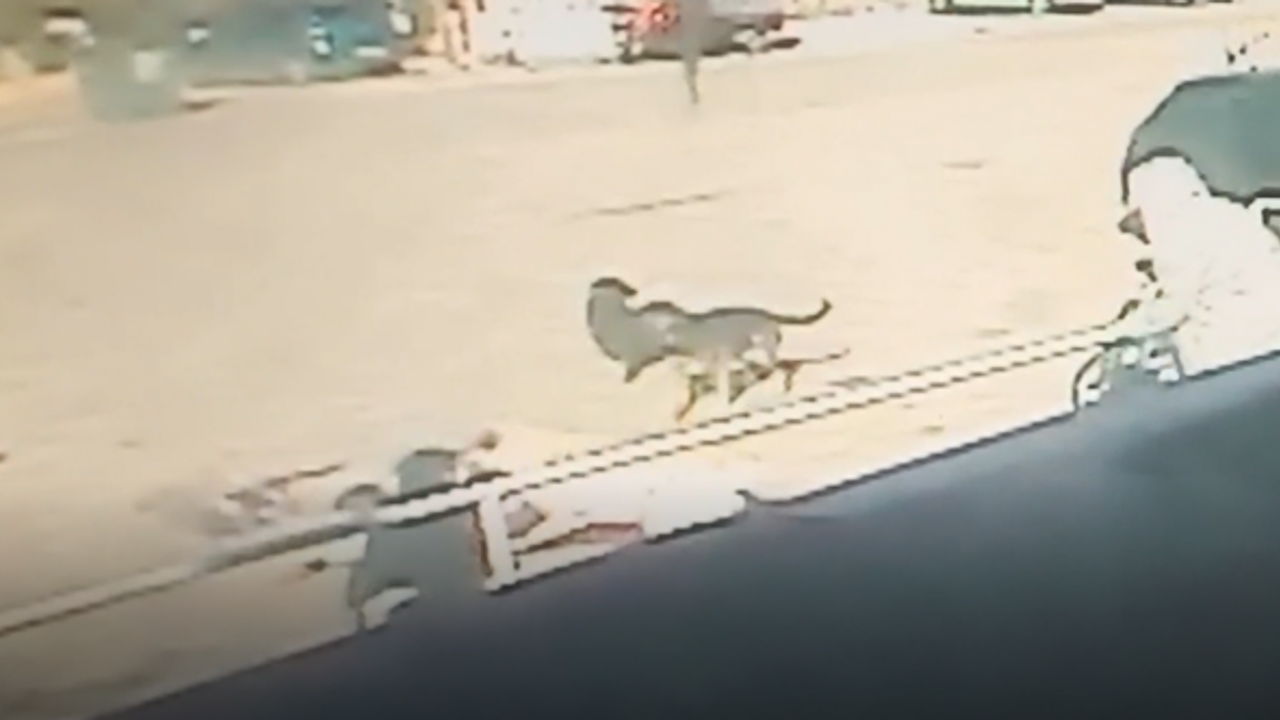 Enez'de çocuğa köpekler saldırdı