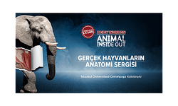 Body Worlds: Animal Inside Out – Gerçek Hayvanların Anatomi Sergisi