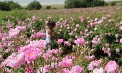 Isparta Gülünün yağı nasıl çıkartılıyor?