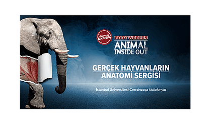 Body Worlds: Animal Inside Out – Gerçek Hayvanların Anatomi Sergisi