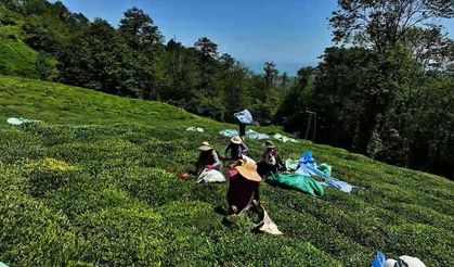 Giresun'un meşhur Kümbet ve Amber Yaylası