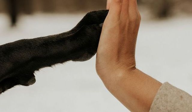 Dört Ayaklı Ruh Kardeşler: Köpek ve İnsan Arasındaki Sihirli Bağ