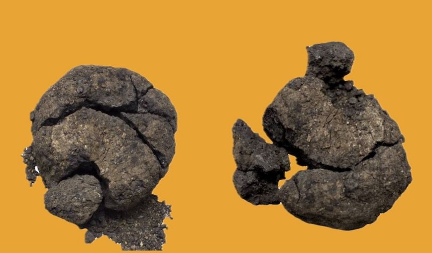 Tavşanlı Höyük'te 4 bin yıllık nohut kalıntısı