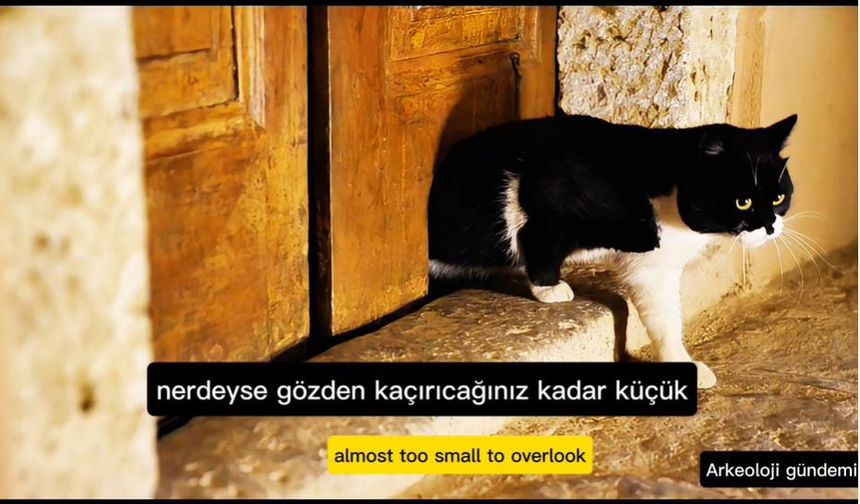 Saray Kedileri İçin Yapılan Kedi Kapısı!